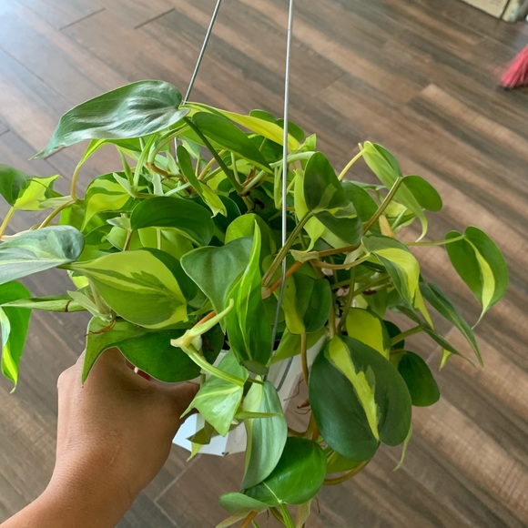 Brazilian philodendron - Picture 2 of 4